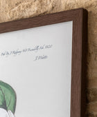 Large Botanical Illustration Framed Print - The Farthing