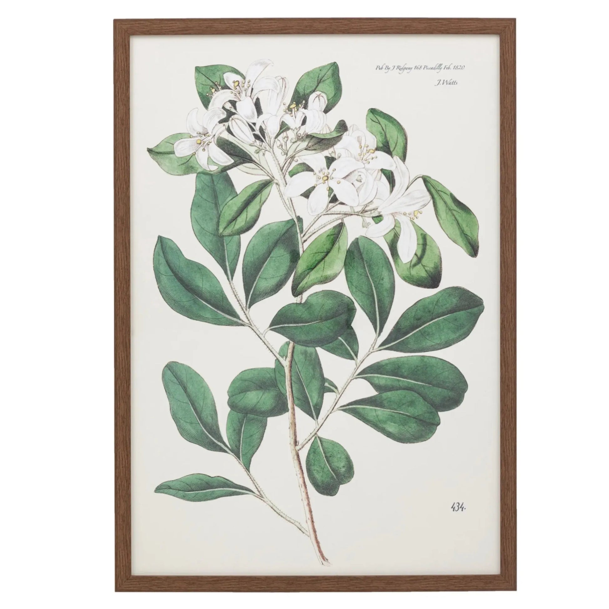 Large Botanical Illustration Framed Print - The Farthing