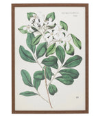 Large Botanical Illustration Framed Print - The Farthing