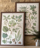 Set of 2 Botanical Illustration Framed Prints - The Farthing