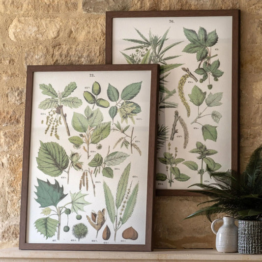 Set of 2 Botanical Illustration Framed Prints - The Farthing