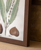 Set of 2 Botanical Illustration Framed Prints - The Farthing