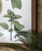 Set of 2 Botanical Illustration Framed Prints - The Farthing