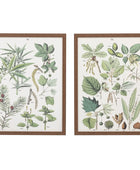 Set of 2 Botanical Illustration Framed Prints - The Farthing
