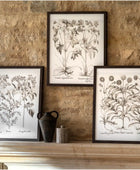 Set of 3 Framed Vintage Style Botanical Prints - The Farthing