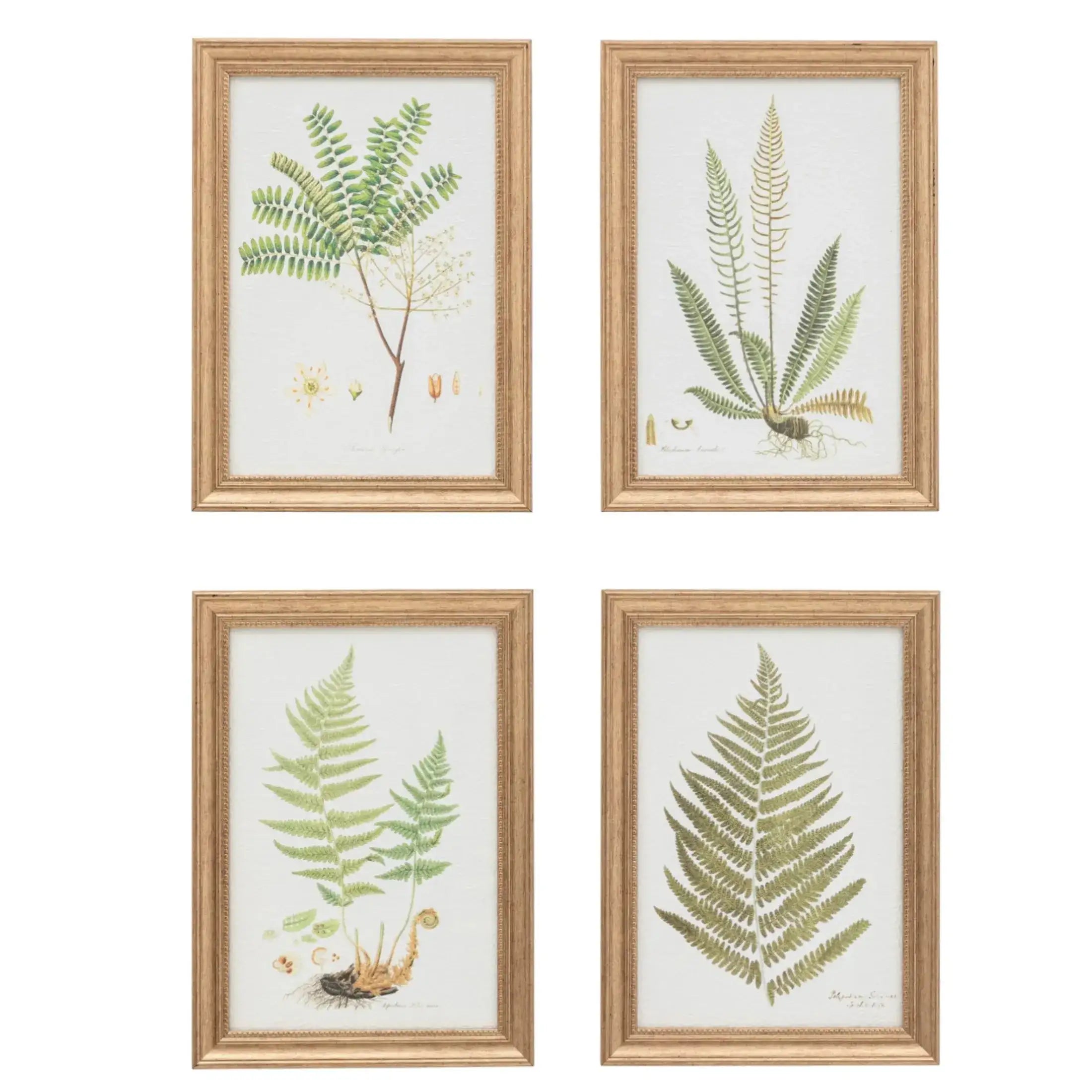 Set of 4 Gold Framed Fern Prints - The Farthing