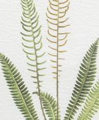 Set of 4 Gold Framed Fern Prints - The Farthing