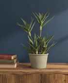 Potted aloe vera plant on a wooden surface with a blue wall background