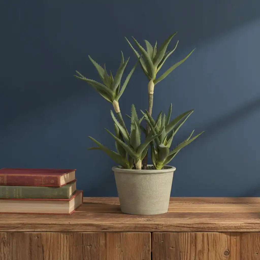 Potted aloe vera plant on a wooden surface with a blue wall background