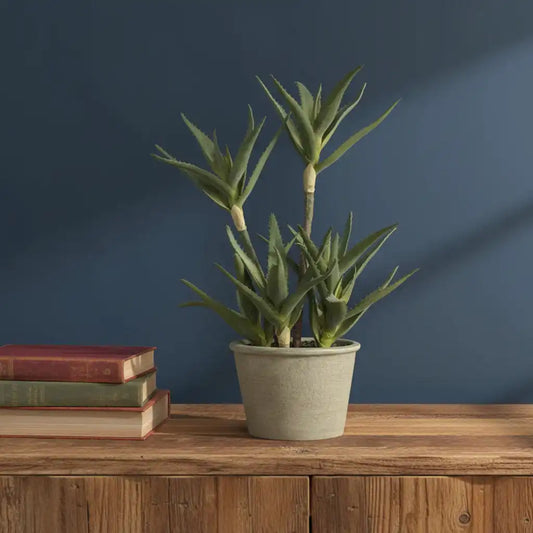 Potted aloe vera plant on a wooden surface with a blue wall background