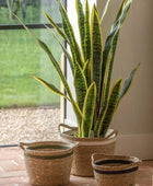 Tall Artificial Sansevieria Plant - The Farthing