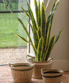 Tall Artificial Sansevieria Plant - The Farthing