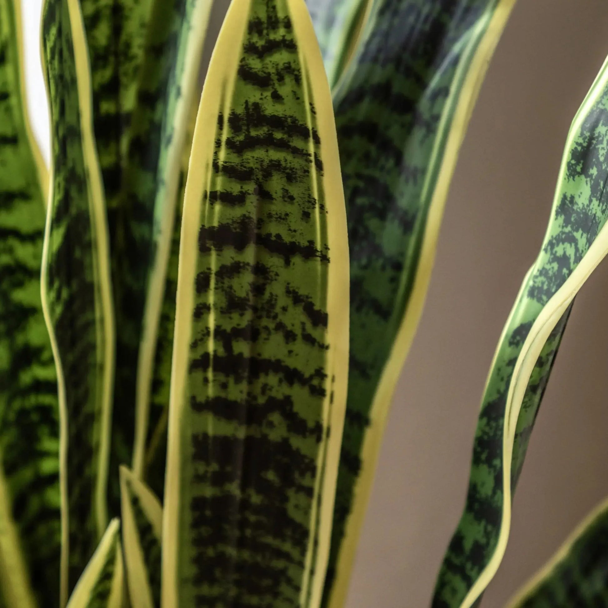 Tall Artificial Sansevieria Plant - The Farthing