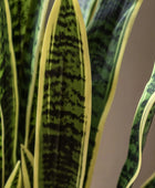 Tall Artificial Sansevieria Plant - The Farthing