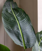 Tall Artificial Tropical Palm Plant - The Farthing