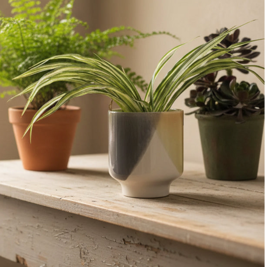 A ceramic planter with a modern geometric design in gray, cream, and yellow-green, holding a variegated spider plant, styled on a rustic wooden shelf with other potted plants in the background.