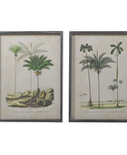 Vintage Palm Tree Illustrations - set of two - The Farthing