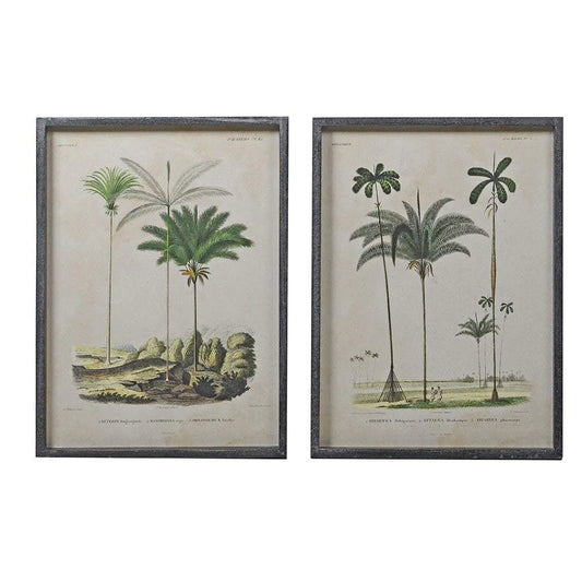 Vintage Palm Tree Illustrations - set of two - The Farthing