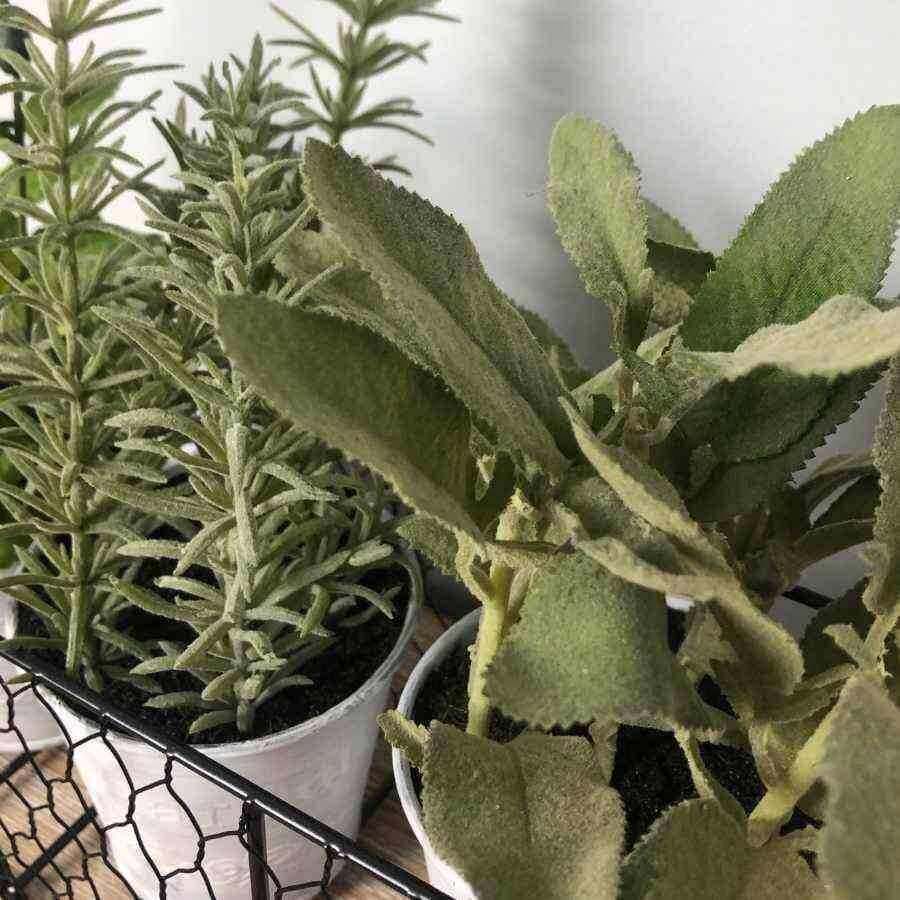3 Potted Herbs in a Rustic Wire Holder - The Farthing