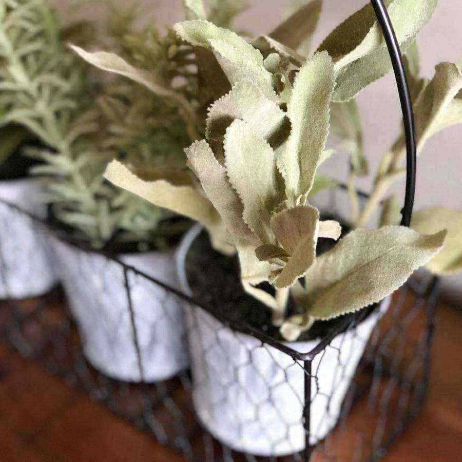 3 Potted Herbs in a Rustic Wire Holder - The Farthing
