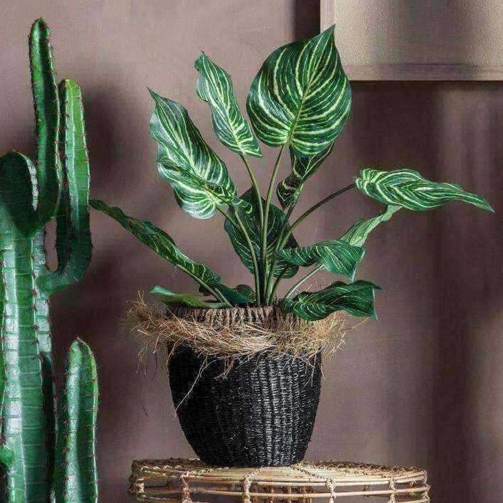 Artificial Potted Calathea Plant - The Farthing