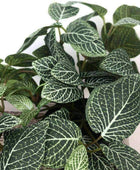 Artificial Potted Green Fittonia Plant - The Farthing