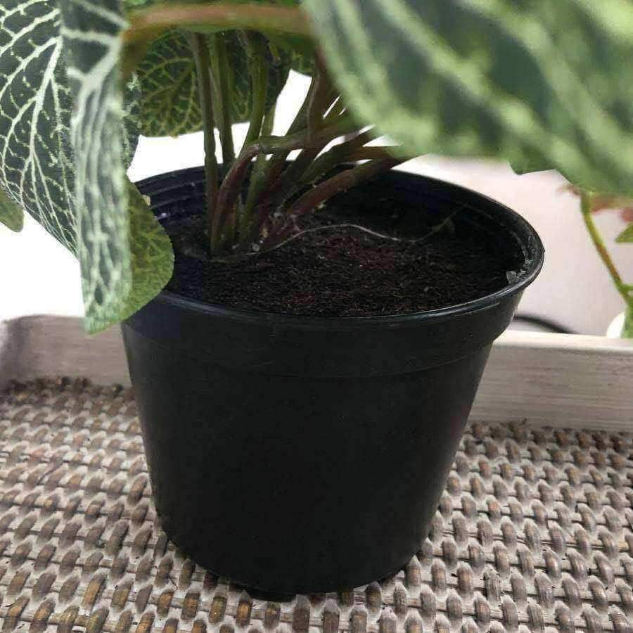 Artificial Potted Green Fittonia Plant - The Farthing