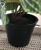 Artificial Potted Green Fittonia Plant - The Farthing