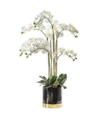 Artificial White Orchid with Black Gold Pot - The Farthing