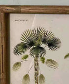 Bamboo Style Vintage Palm Tree Illustrations - set of four - The Farthing