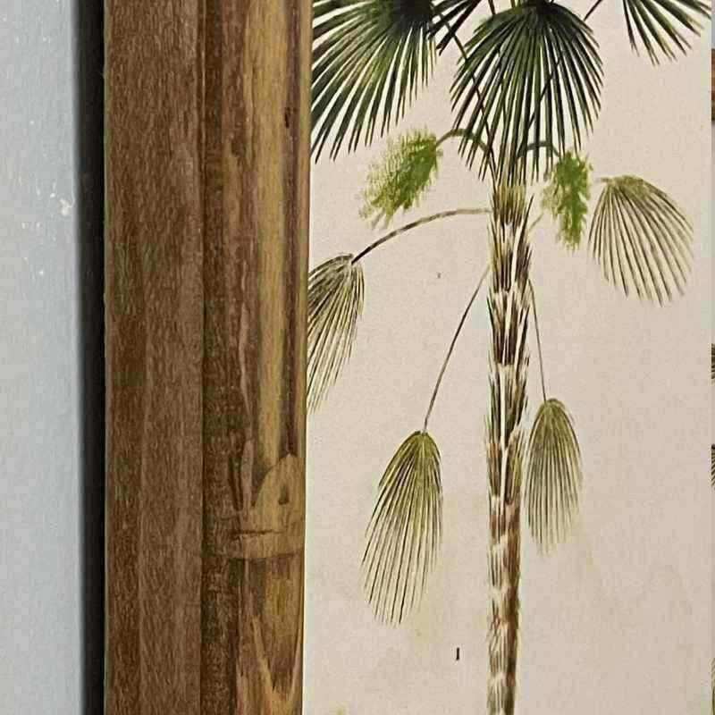 Bamboo Style Vintage Palm Tree Illustrations - set of four - The Farthing