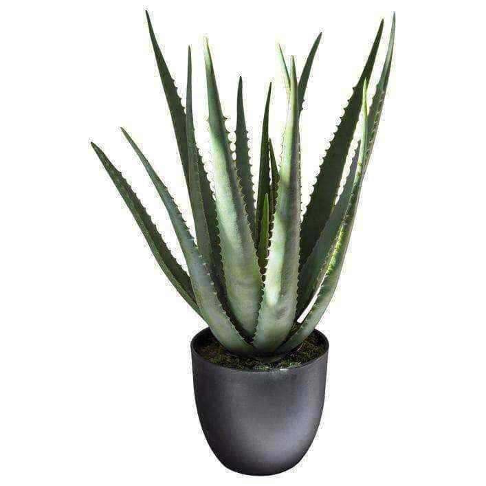 Black Potted Aloe - The Farthing