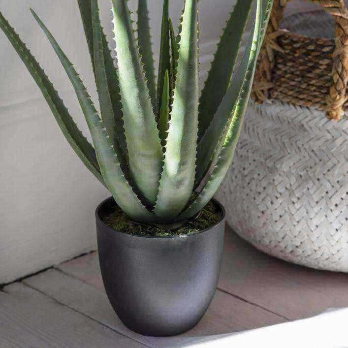 Black Potted Aloe - The Farthing
