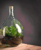 Indoor Glass Bottle 15 Litre Plant Terrarium - DIY Kit - The Farthing