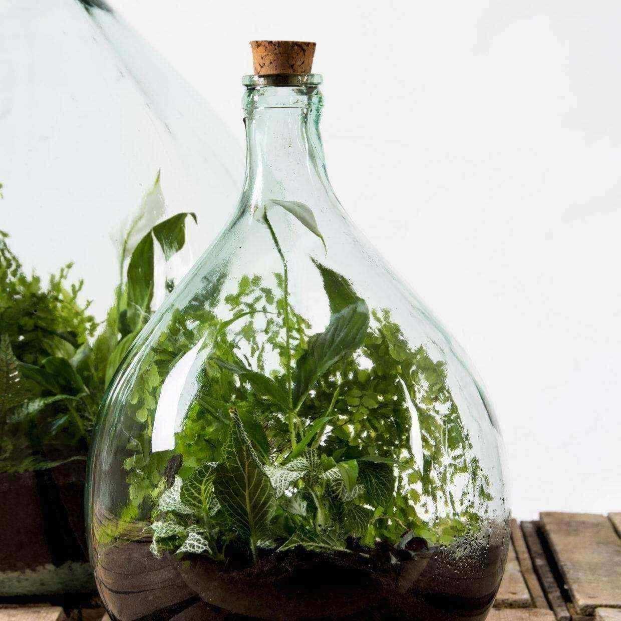 Indoor Glass Bottle 15 Litre Plant Terrarium - DIY Kit - The Farthing