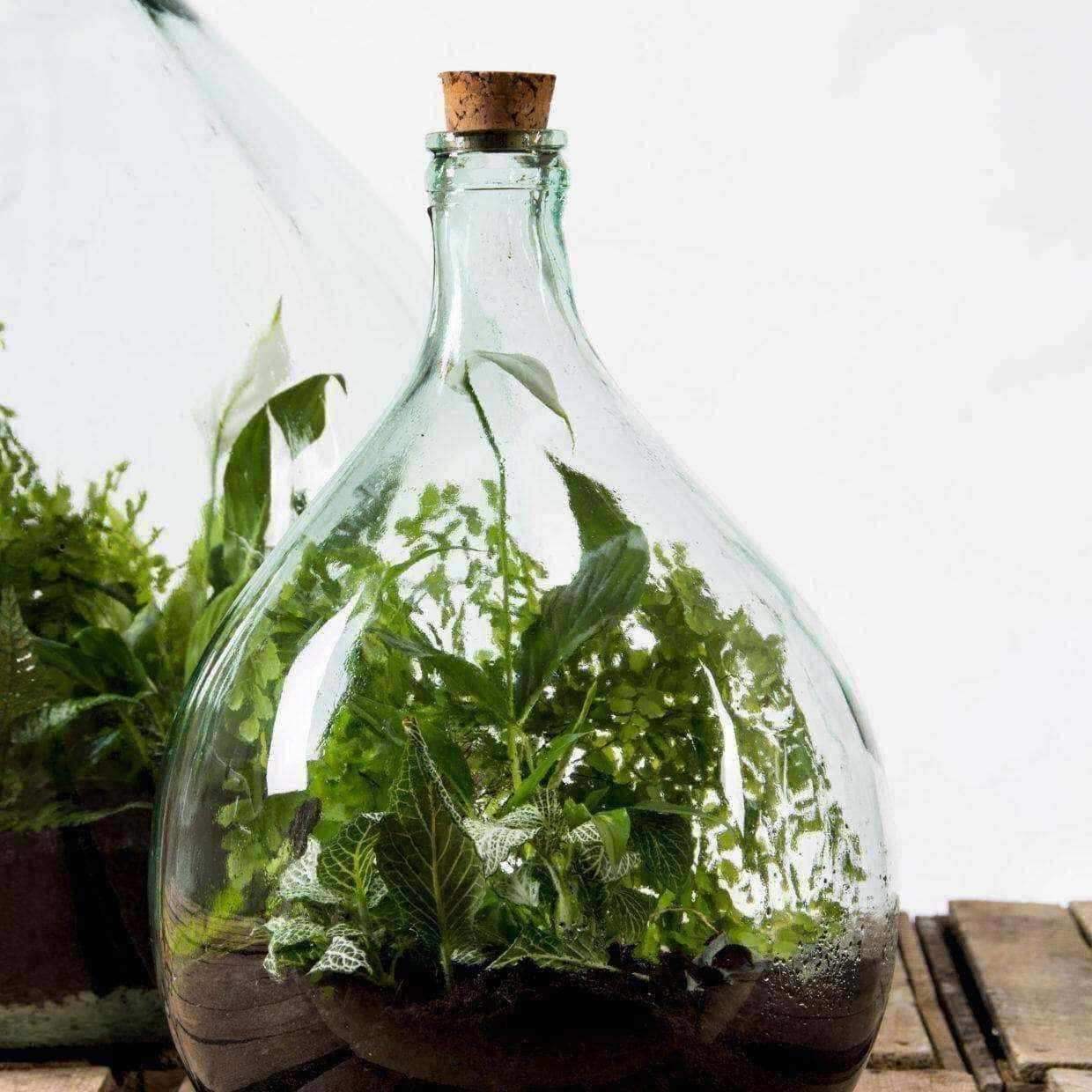 Indoor Glass Bottle 15 Litre Plant Terrarium - DIY Kit - The Farthing