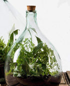 Indoor Glass Bottle 15 Litre Plant Terrarium - DIY Kit - The Farthing