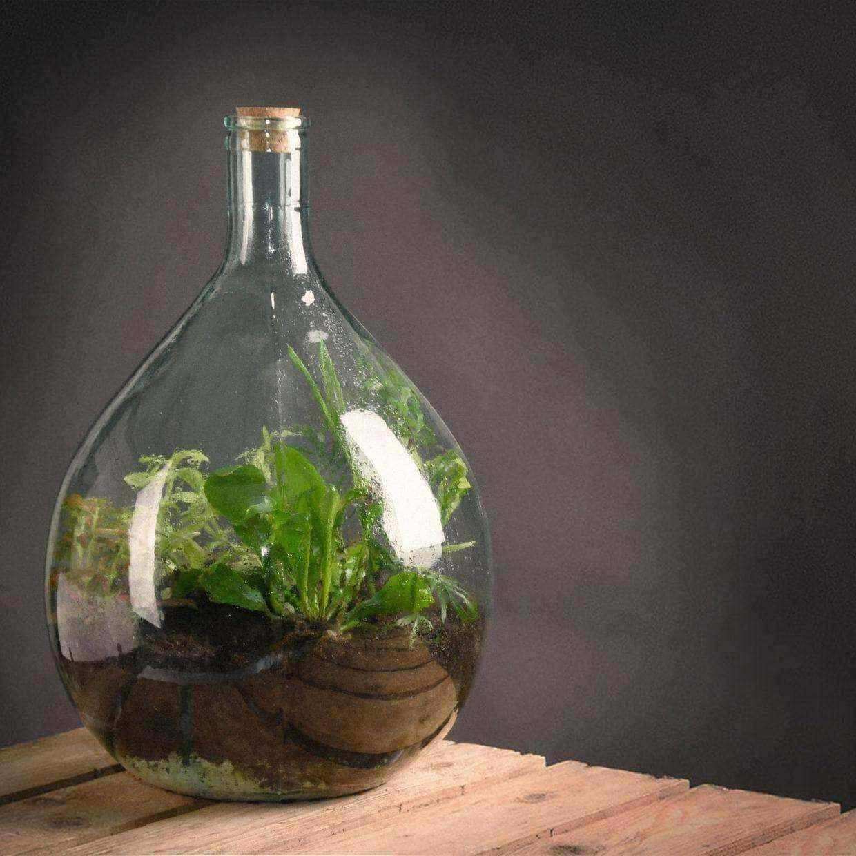 Indoor Glass Bottle 15 Litre Plant Terrarium - Starter Kit - The Farthing
