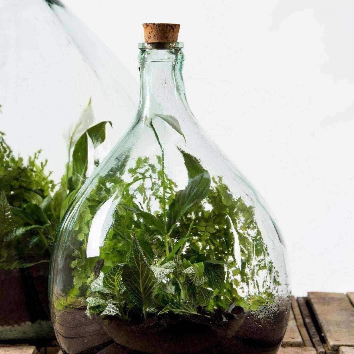 Indoor Glass Bottle 15 Litre Plant Terrarium - Starter Kit - The Farthing