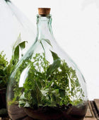 Indoor Glass Bottle 15 Litre Plant Terrarium - Starter Kit - The Farthing