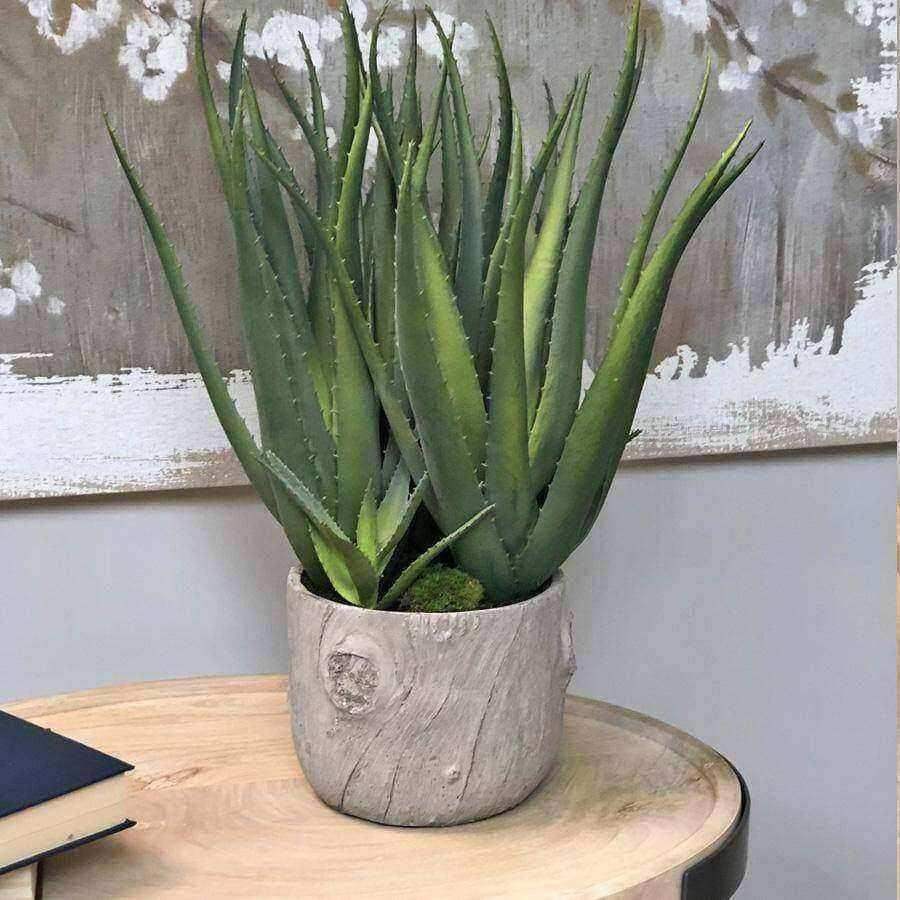 Large Potted Multi Green Aloe Vera - The Farthing