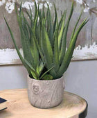 Large Potted Multi Green Aloe Vera - The Farthing