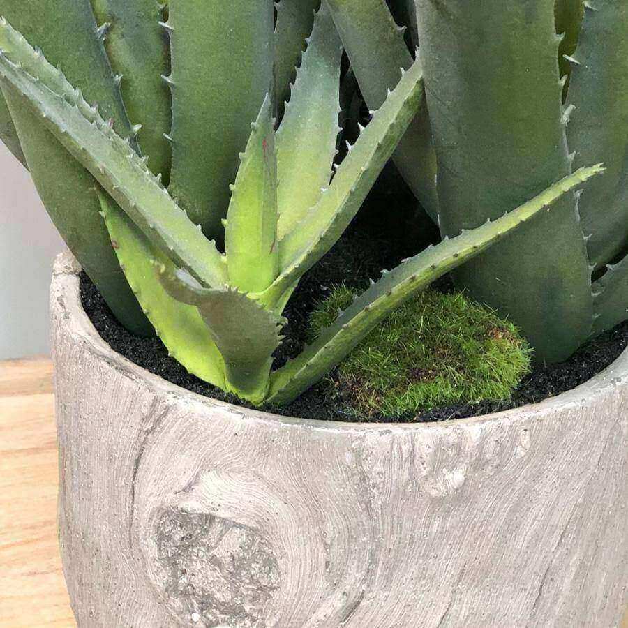 Large Potted Multi Green Aloe Vera - The Farthing