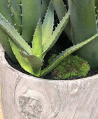 Large Potted Multi Green Aloe Vera - The Farthing