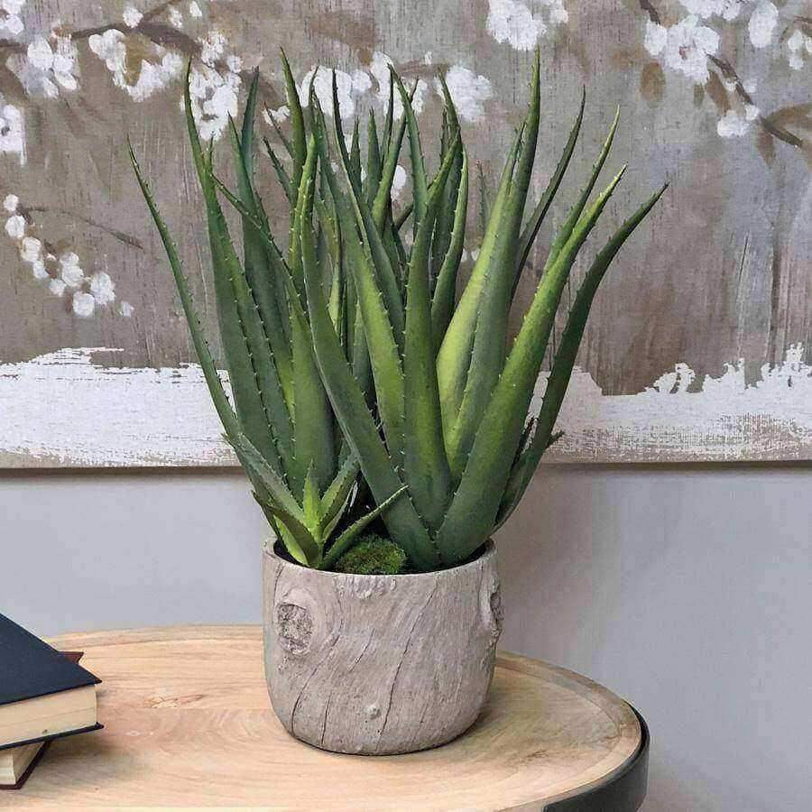 Large Potted Multi Green Aloe Vera - The Farthing