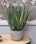 Large Potted Multi Green Aloe Vera - The Farthing