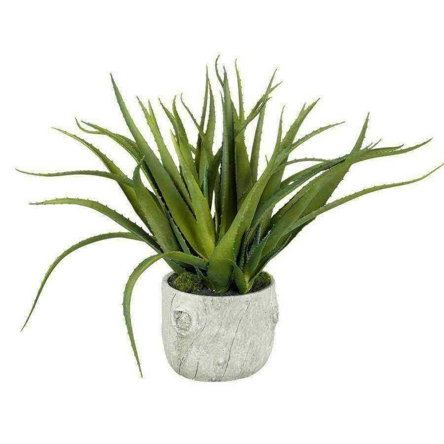 Large Potted Multi Green Aloe Vera - The Farthing