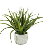 Large Potted Multi Green Aloe Vera - The Farthing