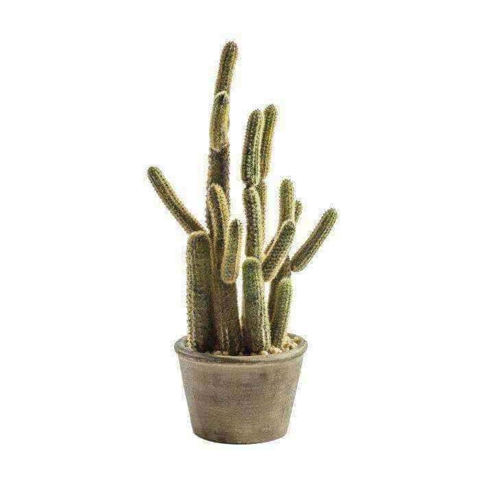 Potted Carnegiea Cacti Plant - The Farthing