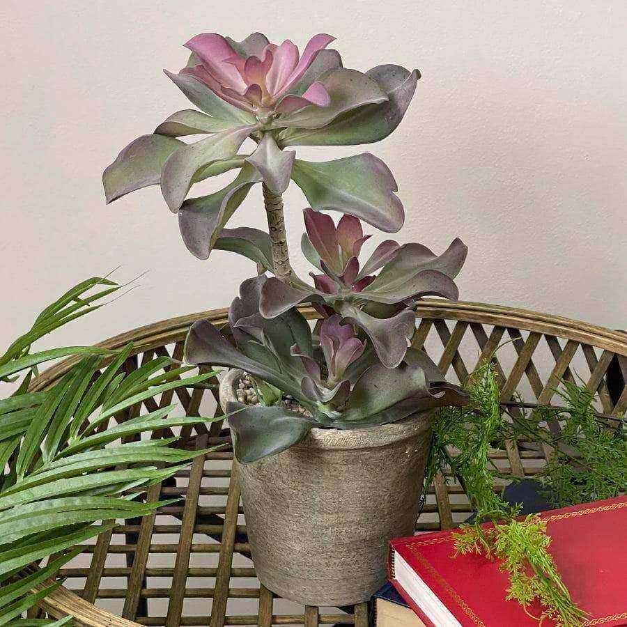 Potted Pink & Green Echeveria Succulent - The Farthing